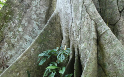 N° 242, 1er trimestre 2023