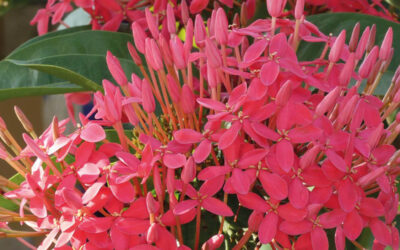 N° 246, 1er trimestre 2024