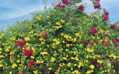 N° 250, 1er trimestre 2025